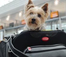 Mascotas en aviones son 