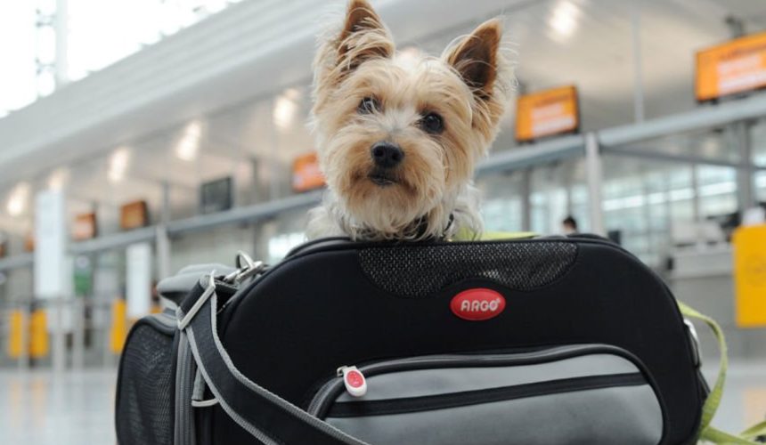 Mascotas en aviones son 