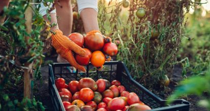 Desastres naturales dejaron US$3.26 billones en pérdidas agrícolas en el mundo Según la FAO 