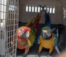 Ministerio de Medio Ambiente hace llamado al registro obligatorio de animales exóticos en el país