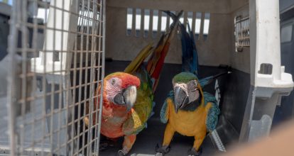 Ministerio de Medio Ambiente hace llamado al registro obligatorio de animales exóticos en el país