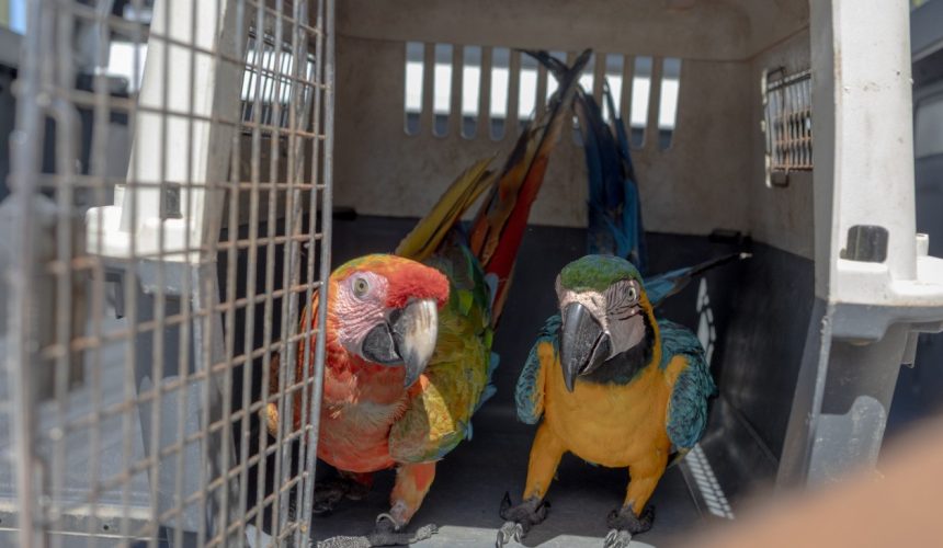 Ministerio de Medio Ambiente hace llamado al registro obligatorio de animales exóticos en el país