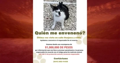 Ofrecen recompensa de RD$1 millón por caso de envenenamiento de gatita en Punta Cana