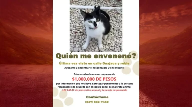 Ofrecen recompensa de RD$1 millón por caso de envenenamiento de gatita en Punta Cana