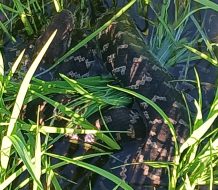 Agricultor encuentra culebra de gran tamaño en parcela agrícola de Arenoso