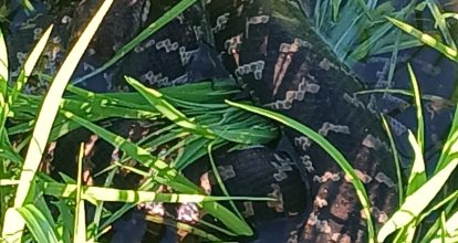 Agricultor encuentra culebra de gran tamaño en parcela agrícola de Arenoso