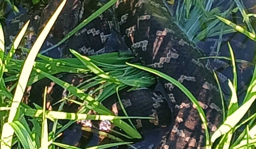 Agricultor encuentra culebra de gran tamaño en parcela agrícola de Arenoso