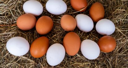 El país producirá más de 400 millones de huevos de mesa este mes