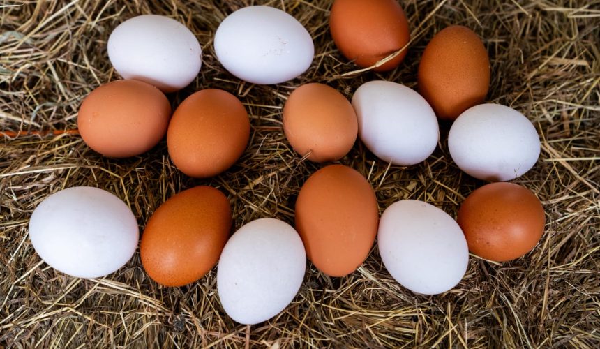 El país producirá más de 400 millones de huevos de mesa este mes